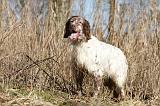 SETTER ANGLAIS 071